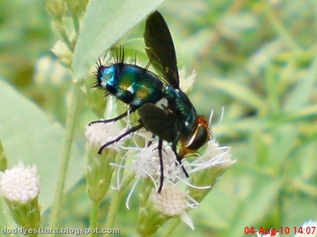 [flower fly-lalat bunga 01[7].jpg]