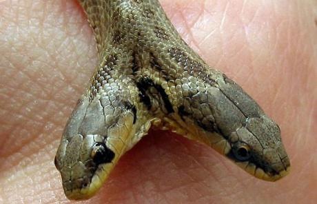 [two-headed 'Macroprotodon Cucullatus' snake[4].jpg]