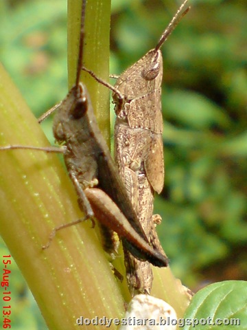 [two brown grasshopper 04[6].jpg]