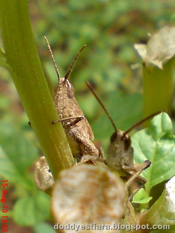 [two brown grasshopper 01[9].jpg]