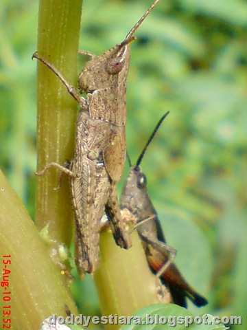 [two brown grasshopper 11[7].jpg]