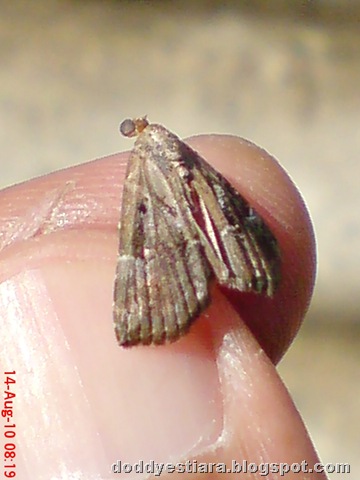[small moth ngengat kecil 02[6].jpg]
