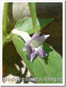 purple flower 05