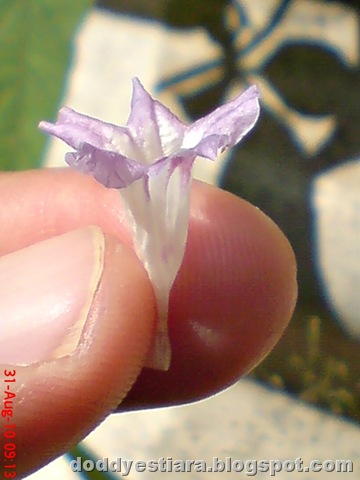 [purple flower 11[2].jpg]