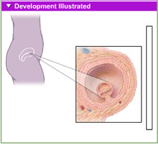 fetal development 1st month