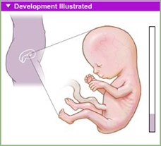fetal development 3rd month