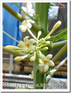 papaya flower 11