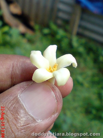 [papaya flower 01[1].jpg]