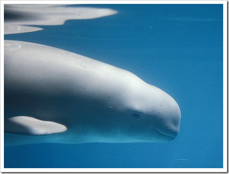 freshwater-dolphins-threatened-yangtze-finless-porpoise