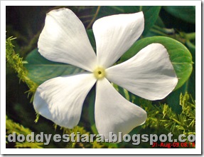 tapak dara 28_edited tapak dara 28_edited