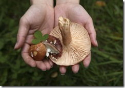 wild-mushrooms