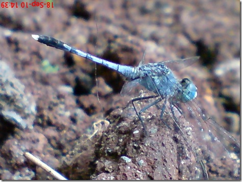 small blue dragonfly