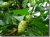 Mengkudu (Morinda citrifolia L.)