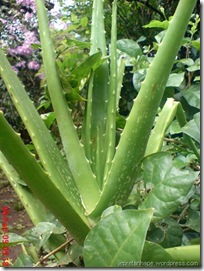Lidah buaya (Aloe vera)