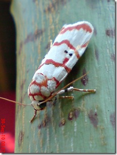 ngengat putih bergaris merah 06