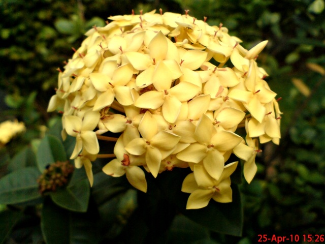 [bunga siantan kuning 04[3].jpg]