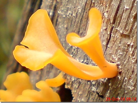 jamur kuning 14