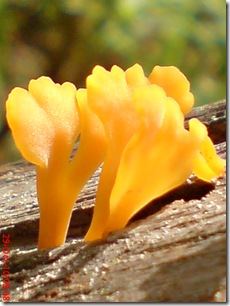 jamur kuning 17