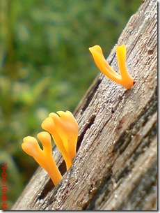 jamur kuning 63