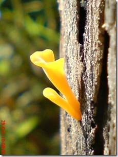 jamur kuning 20
