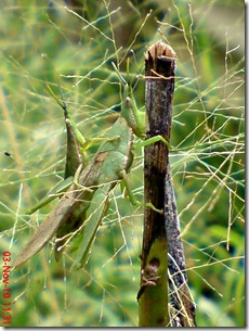 green grasshopper mating front view 19