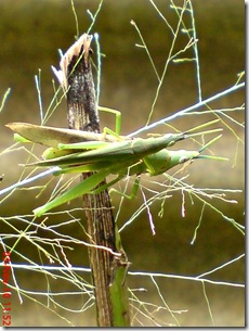 green grasshopper mating over view 03