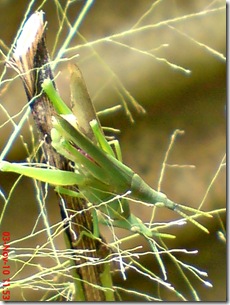 green grasshopper mating over view 07