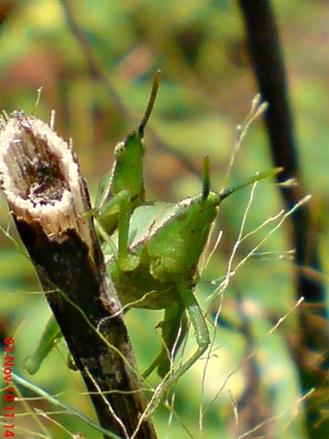 [green grasshopper mating front view 03[3].jpg]