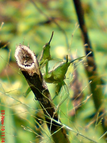[green grasshopper mating front view 02[3].jpg]