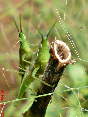 [green grasshopper mating front view 07[3].jpg]