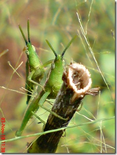 green grasshopper mating front view 10