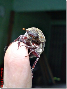kumbang lege 07