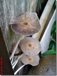 jamur payung di sela pintu belakang 11