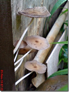 jamur payung di sela pintu belakang 05