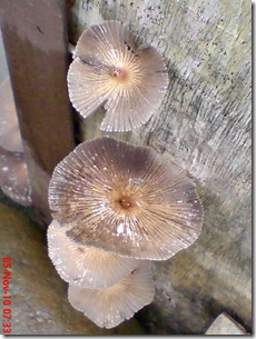 jamur payung di sela pintu belakang 17