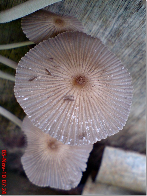 jamur payung di sela pintu belakang 08