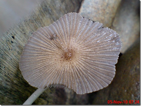 jamur payung di sela pintu belakang 09