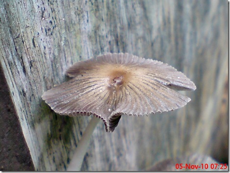 jamur payung di sela pintu belakang 12