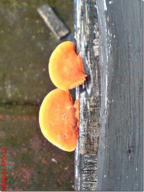 jamur merah 02