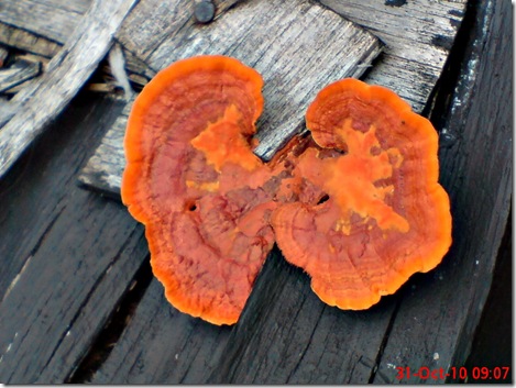 jamur merah 07