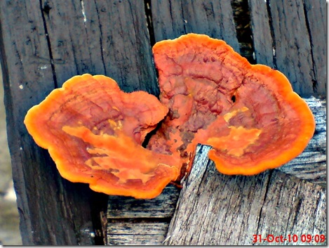 jamur merah 16