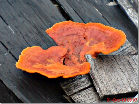 jamur merah 06