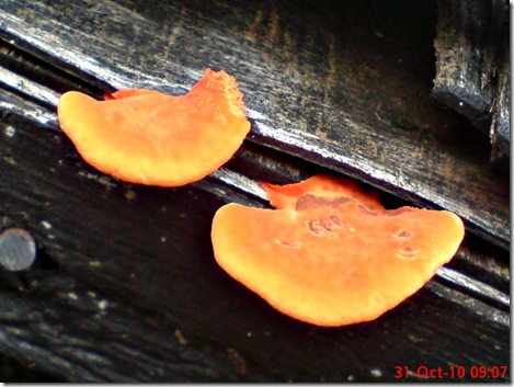 jamur merah 04