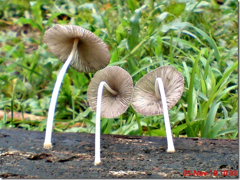jamur seperti payung layu 03
