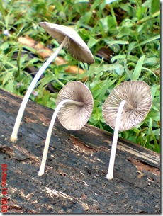 jamur seperti payung layu 05