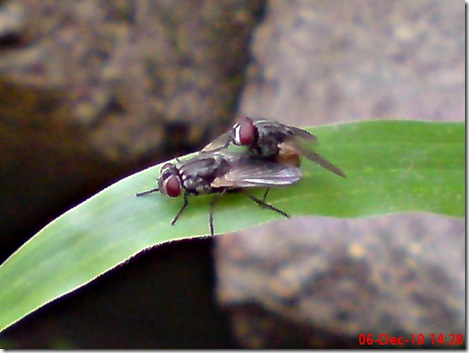 butterfly mating