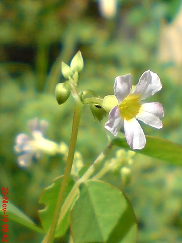 [Oxalis barrelieri-Belimbing Tanah-Lavender sorrel 08[3].jpg]