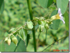 Oxalis barrelieri-Belimbing Tanah-Lavender sorrel 06