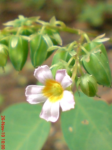 [Oxalis barrelieri-Belimbing Tanah-Lavender sorrel 30[3].jpg]