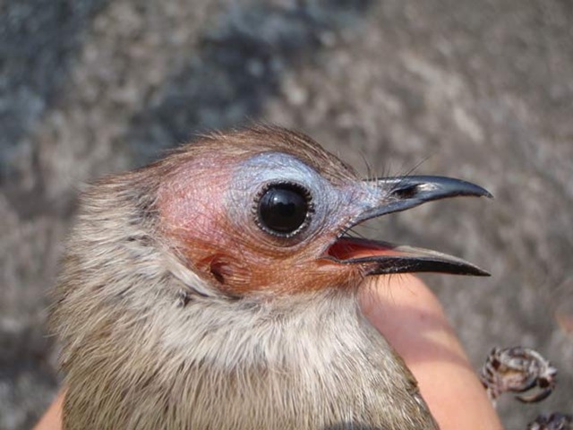 [The Bare-faced Bulbul, a new species discovered in Laos, is the only known bald songbird in mainland Asia[3].jpg]